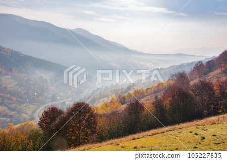 misty autumn sunrise in mountains. scenery with colorful trees on the grassy hills in morning light. landscape rolling in to the distant valley full of fog misty autumn sunrise in mountains. scenery with colorful trees on the grassy hills in morning light. landscape rolling in to the distant valley full of fog 105227835