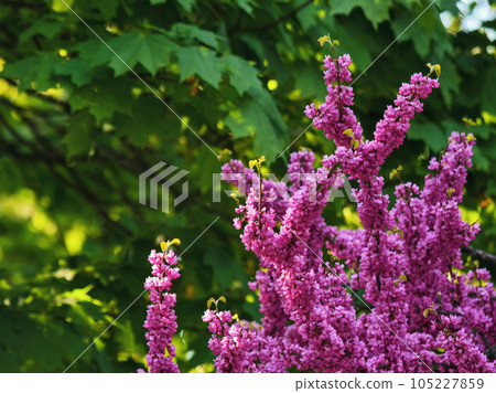branches of redbud tree in the garden. nature background on a sunny day in spring 105227859