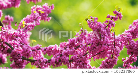 pink flowers on the branch of redbud. city park nature background 105227860