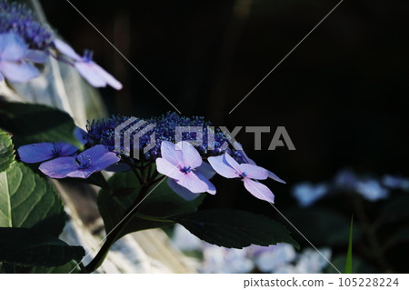Hydrangea that colors the rainy season 105228224