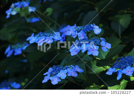 為雨季增色的繡球花 105228227