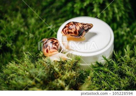 Close up of Achatina Snails on jar with skin cream with mucin on green moss. Snail slime. Beauty clinic Cosmetology concept. skin care, body care cosmetics. moisturizing and anti-aging cream Close up of Achatina Snails on jar with skin cream with mucin on green moss. Snail slime. Beauty clinic Cosmetology concept. skin care, body care cosmetics. moisturizing and anti-aging cream 105228594