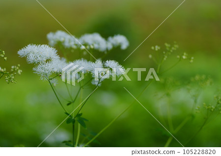 卡拉瑪特甦的白花 卡拉瑪特甦的白花 105228820