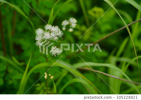 落葉松花 落葉松花 105228821