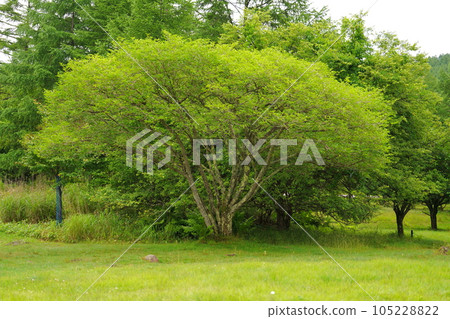 Mayumi tree at the campsite 105228822