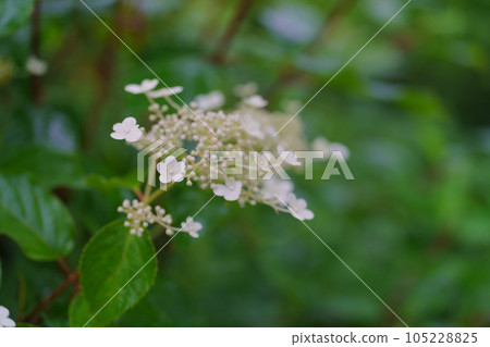 White flowers of Panicled hydrangea 105228825
