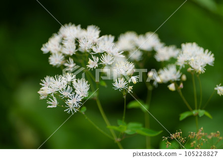 White flowers of Thalictrum aquilinum 105228827