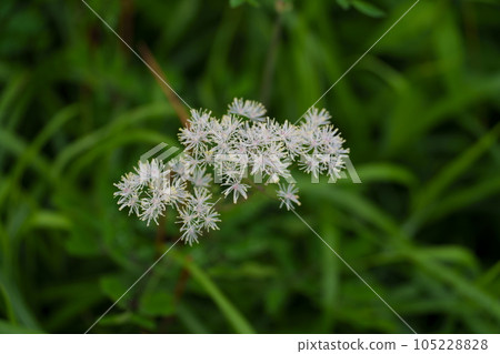 White flowers of Thalictrum aquilinum 105228828