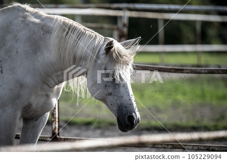 beautiful horses in a stud farm beautiful horses in a stud farm 105229094