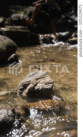 dragonfly resting on a rock 105229471