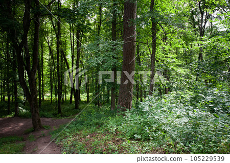 Summer in forest. Summer in forest. 105229539