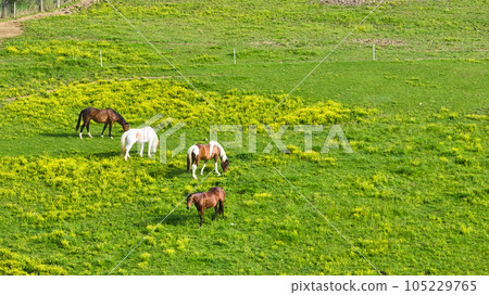 Two brown horses with two paint horses of white and brown in grass field aerial Two brown horses with two paint horses of white and brown in grass field aerial 105229765