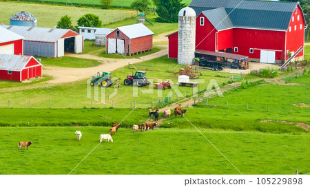 Aerial farm with green grass and cows wandering in from pasture toward red barn Aerial farm with green grass and cows wandering in from pasture toward red barn 105229898