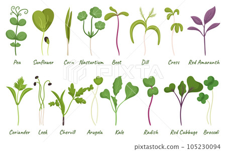 Microgreens Pea, Sunflower, Corn And Nasturtium. Beet, Dill, Cress And Red Amaranth. Coriander, Chervil And Arugula 105230094