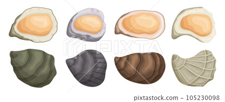 Set Of Oysters, Shellfish Mollusk With A Rough, Calcified Exterior. Prized For Its Delicate, Briny Flesh, Vector Set Of Oysters, Shellfish Mollusk With A Rough, Calcified Exterior. Prized For Its Delicate, Briny Flesh, Vector 105230098