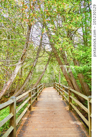 Vibrant forest tree canopy over boardwalk trail path in park walkway with railing Vibrant forest tree canopy over boardwalk trail path in park walkway with railing 105230129