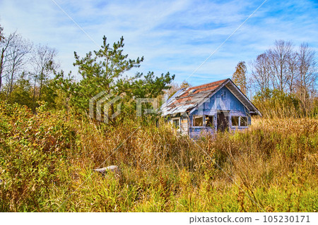 Bright blue cloudy sky overgrown grass field green pine tree and blue chipped house abandoned 105230171