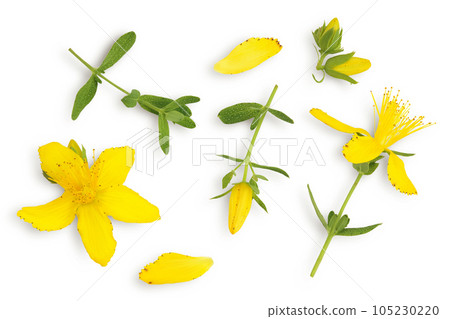 saint john's wort or Hypericum flowers isolated on white background. Top view. Flat lay 105230220