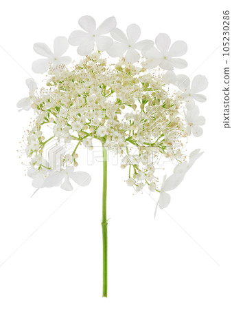 Viburnum flower isolated on a white background Viburnum flower isolated on a white background 105230286