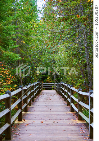 Boardwalk walkway path and trail through forest wood planks with wood fencing leading to green trees 105230287