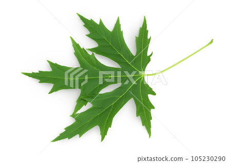 Silver maple leaf isolated on a white background. Top view. Flat lay 105230290