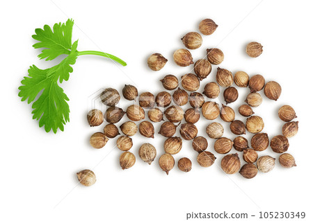 Dried coriander seeds with fresh green leaf isolated on white background. Top view. Flat lay 105230349