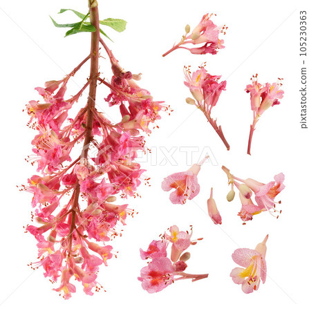 Aesculus x carnea or red horse chestnut isolated on white background Aesculus x carnea or red horse chestnut isolated on white background 105230363
