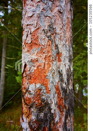 Textured tree bark with red, orange, gray, and brown bark with green forest background asset 105230566