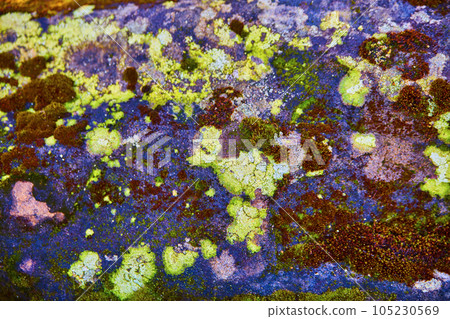 Textured moss and lichen on stone with green, brown, yellow, and rust colors Textured moss and lichen on stone with green, brown, yellow, and rust colors 105230569