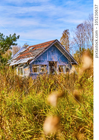 Abandoned urban building structure destroyed with overgrowth and field with green pine tree Abandoned urban building structure destroyed with overgrowth and field with green pine tree 105230637