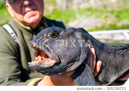 Fisherman with big wolffish near Lofoten, Senija, Alta Norway. Man holding catch Atlantic wolf fish Fisherman with big wolffish near Lofoten, Senija, Alta Norway. Man holding catch Atlantic wolf fish 105230721