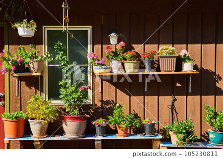 Exterior house wall covered in shelves and flowerpots Exterior house wall covered in shelves and flowerpots 105230811