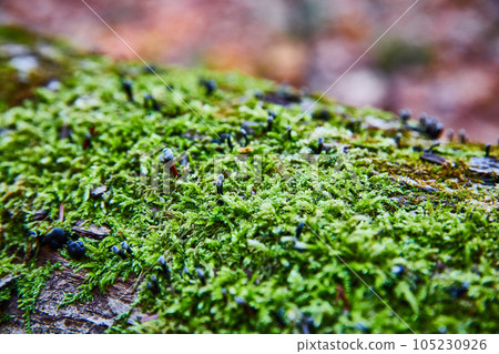 Macro detail of mossy log with very tiny black mushrooms sprouting 105230926