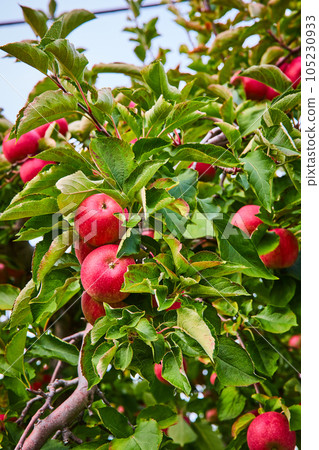 Dozens of red apples up close growing in orchard farm 105230933