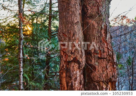 Tree trunk in late fall forest with pine trees and golden sun peaking from behind Tree trunk in late fall forest with pine trees and golden sun peaking from behind 105230953