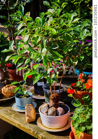 Rustic zen garden plants on wood shelf 105230981