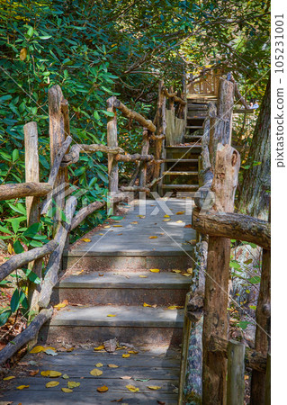 Natural wood railing boardwalk steps going back inti green forest Natural wood railing boardwalk steps going back inti green forest 105231001