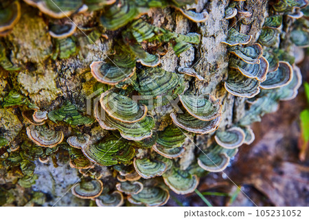 Mushrooms and green fungi details on old log Mushrooms and green fungi details on old log 105231052