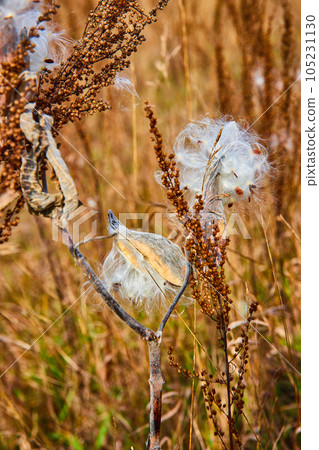 Fall fields with clusters of milkweed cotton seed pods opening Fall fields with clusters of milkweed cotton seed pods opening 105231130