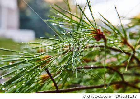 Pine tree needles with small drops of morning dew 105231138