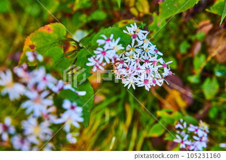 Tiny white and pink field flower blossoms in detail Tiny white and pink field flower blossoms in detail 105231160