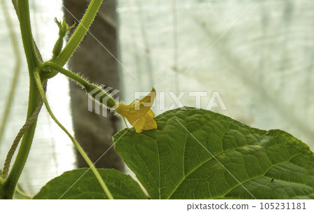 small fruits of growing cucumbers on a bush, backgrounds 105231181