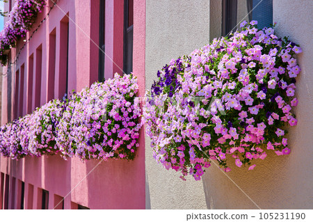 Pink and beige wall covered in pink window box flowers Pink and beige wall covered in pink window box flowers 105231190