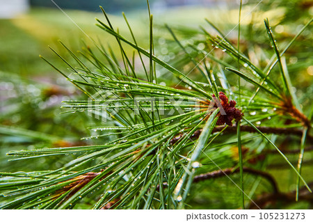 Morning dew on pine tree needles Morning dew on pine tree needles 105231273