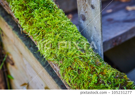 Moss fully covering wood log of boardwalk stairs in detail Moss fully covering wood log of boardwalk stairs in detail 105231277