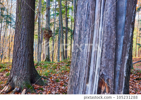 Large tree burr in forest viewed through trees in late fall Large tree burr in forest viewed through trees in late fall 105231288