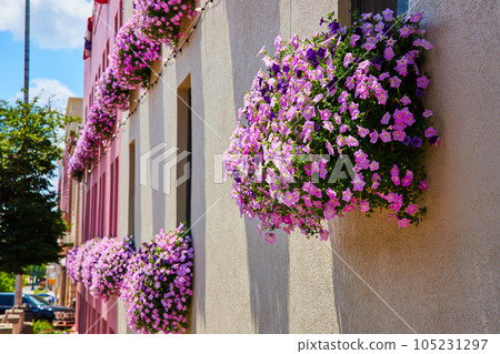 Pink window box flowers on exterior of pink and beige wall 105231297