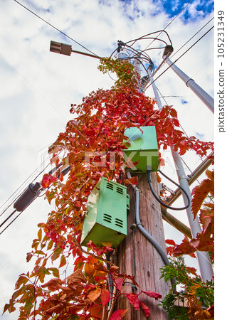 Looking up at telephone pole with green boxes and covered in red vines Looking up at telephone pole with green boxes and covered in red vines 105231349