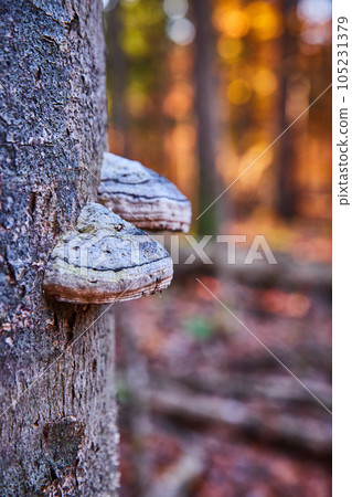 Pair of fungi growing on tree trunk with warm forest background in late fall Pair of fungi growing on tree trunk with warm forest background in late fall 105231379
