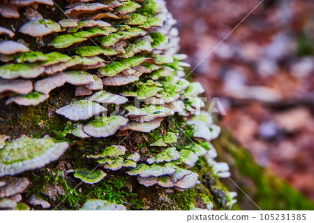 Huge cluster of white shelf fungi growing on tree in detail 105231385